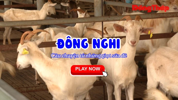 KhamPhaDongThap, NongTraiDongNghi, DongNghi, DongThap, LongHung, NongTraiDeSua, DeSaanen, SuaDe, TraiNghiemNongTrai