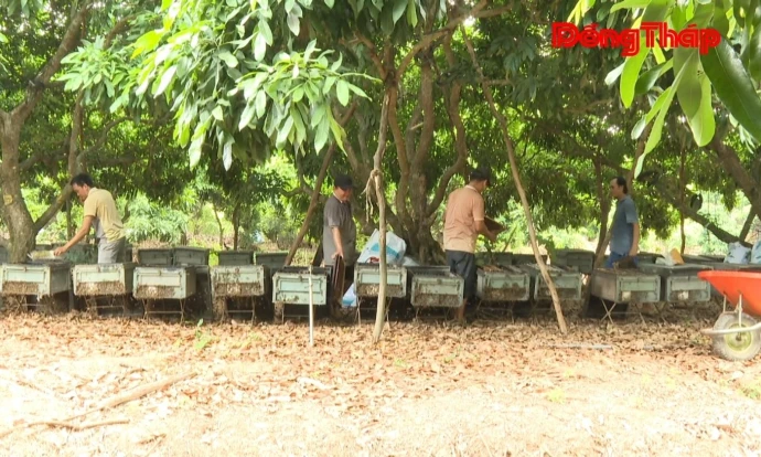 Giá trị kép từ mô hình nuôi ong trong vườn nhãn