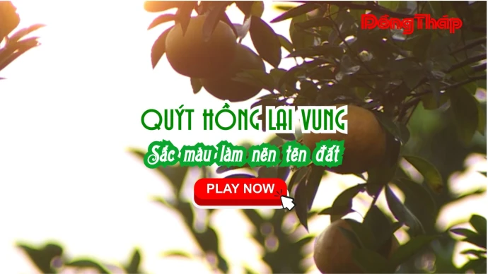 QUÝT HỒNG LAI VUNG - SẮC MÀU LÀM NÊN TÊN ĐẤT