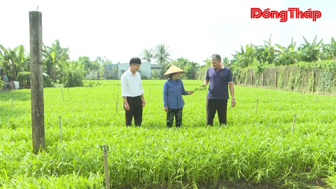 baodongthap, thoisu, lienket, trongrau, hoptacxa, daura, dongthap