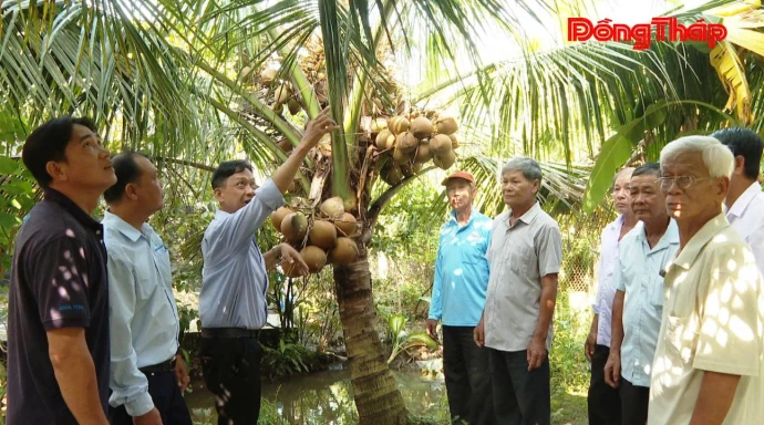 baodongthap, thoisu, thời_sự, trồng_dừa, nongnghiep, datphen, xahungthanh, dongthap