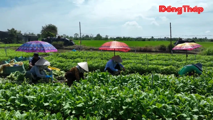 Phú Thành: Hội tụ nguồn lực phát triển nông nghiệp hiện đại