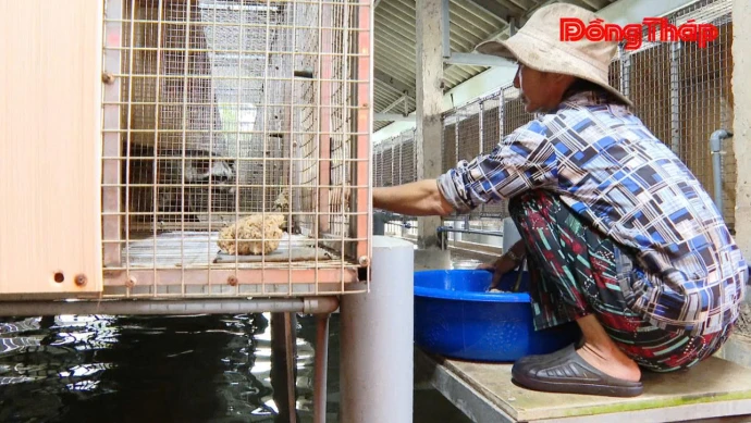 Nuôi chồn hương - Tận dụng lợi thế vườn nhà