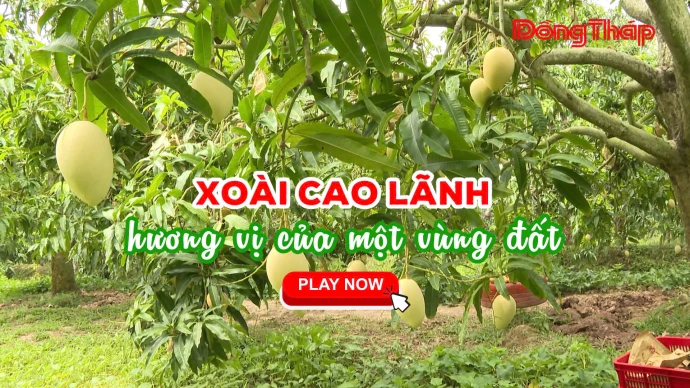 KhamPhaDongThap, XoaiCaoLanh, XoaiCatChu, NongSanVietNam, DongThap, DuLichDongThap, MienTay