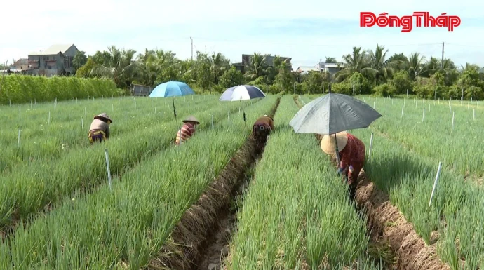 baodongthap, trangdiaphuong, xã_long_phú_thuận, kinhte, htx, dongthap