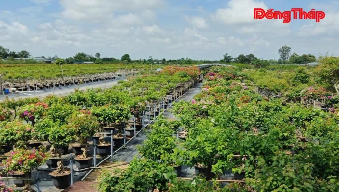 baodongthap, trangdiaphuong, htx_hoa_kiểng, xã_tân_dương, hoakieng, dongthap