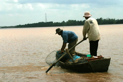 Dùng vợt kéo cá lên xuồng.