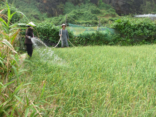 Tưới tỏi và hành tím và trồng gối vụ.