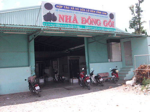 Dù được hỗ trợ vốn xây dựng nhà đóng gói, xây dựng mô hình sản xuất GlobalGAP nhưng HTX Vú sữa Lò Rèn Vĩnh Kim vẫn hoạt động chưa hiệu quả.