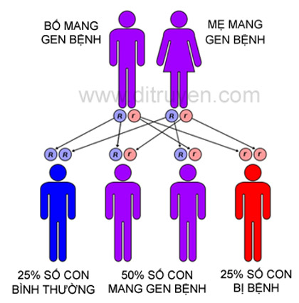 Cơ chế di truyền bệnh Thalassemie ( Ảnh theo ditruyen.com)