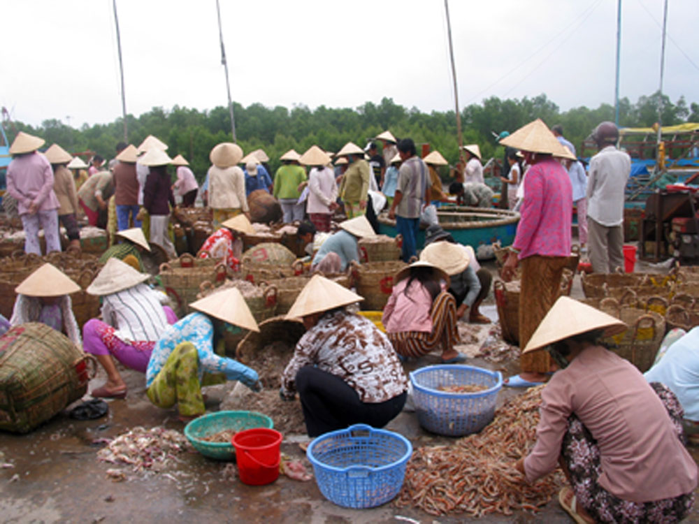 Lựa ruốc ở cảng cá Vàm Láng