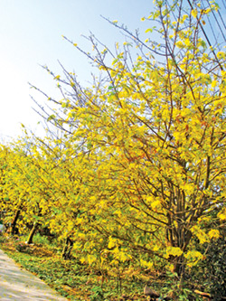 Một góc vườn mai ngày Tết.