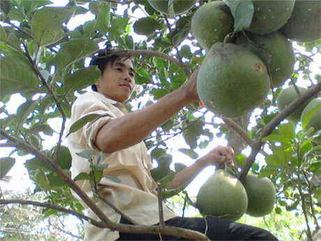 Cùng với các hoạt động tuổi trẻ, anh còn phụ giúp phát triển kinh tế gia đình.