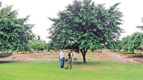 Anh Hài và anh Xuân thăm vườn vú sữa của anh Cường.