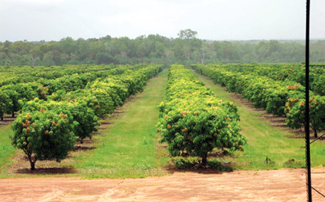 Vườn xoài nhà anh Phúc (Ảnh chụp từ xa).