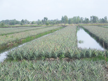 Nông dân Tân Phước phải 