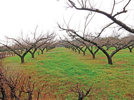 Người Nhật tạo tán cây ăn trái.