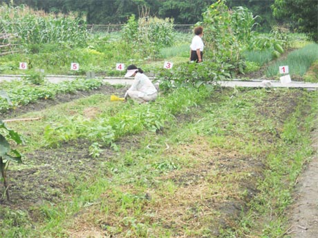 Những luống đất có đánh số được dân thành phố thuê để thư giãn cuối tuần.