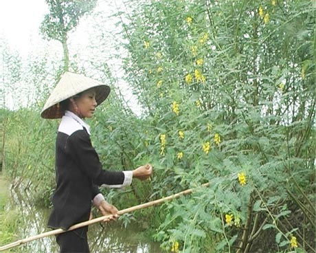 việc tận dụng đất ruộng để trồng điên điển trong mùa nước nổi vừa có việc làm lúc nông nhàn, vừa có thêm thu nhập