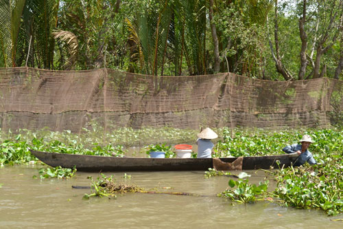 Cào hến ven sông Tiền.