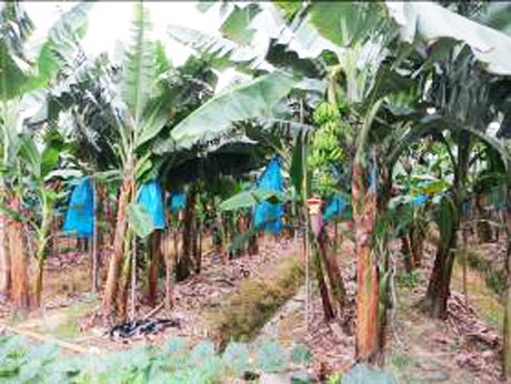 Vườn trồng chuối theo phương pháp hữu cơ.