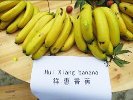 Trái chuối già được trồng theo phương pháp hữu cơ.