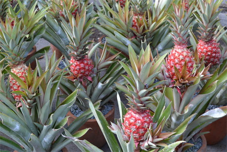 Khóm phụng là mặt hàng được ưa chuộng trong dịp tết. Ảnh: Vân Anh