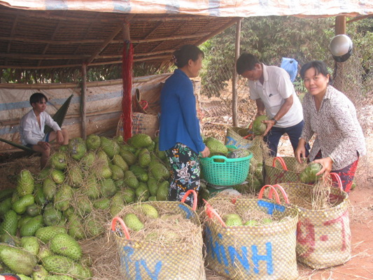 Thu mua mãng cầu xiêm - một giống cây chủ lực trong cơ cấu cây trồng của huyện.