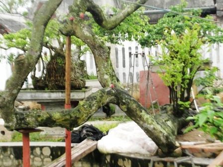 Chủ nhân của nó phải kê cột sắt để đỡ lấy phần  thân chính.