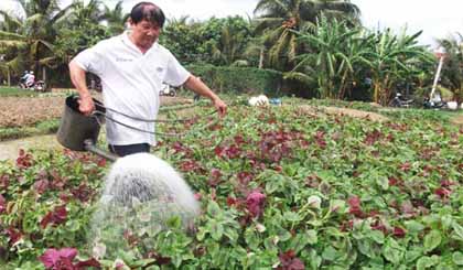 Chú Phan Văn Mười (xã Long An) vẫn “chung thủy” trồng rau theo quy trình an toàn. Ảnh: Ngô Văn