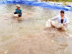 Sàng lọc ngao giống trước khi đưa ra thị trường. (Ảnh: Quang Quyết/TTXVN)