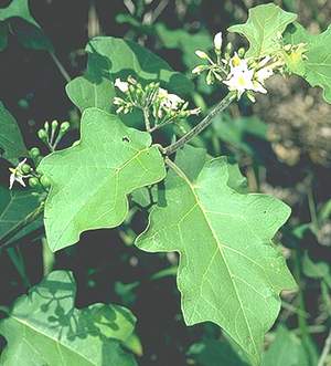 Cà dại hoa trắng