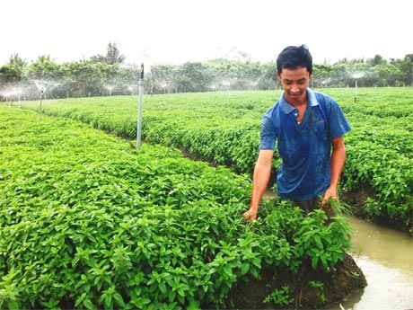 Rau màu đang phát triển mạnh, góp phần cải thiện đời sống người dân ở Long Hưng.