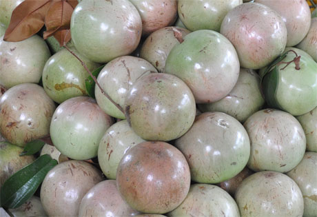 Vú sữa Lò Rèn là loại trái cây đặc sản của Tiền Giang. Ảnh: Vân Anh