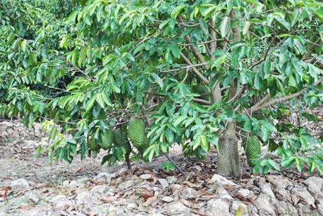 Vườn mãng cầu Xiêm trái sum suê ở “xóm chòi” ngày nay thuộc ấp Tân Ninh, xã Tân Phú.