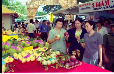 Nhà vườn tham dự Hội thi Trái ngon và an toàn do Viện Cây ăn quả miền Nam tổ chức. Ảnh: Ngọc Lan