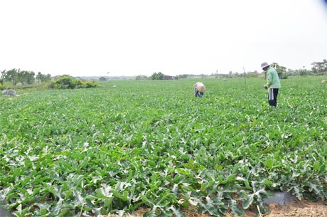 Ruộng dưa hấu ven biển Gò Công.