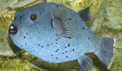 Cá nóc đốm đen. Ảnh: N.H