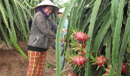 Huyện Chợ Gạo là một trong 3 vùng trồng thanh long tập trung nhất của cả nước. 