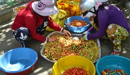 Thu mua sơ ri Gò Công.