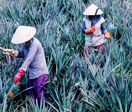 Khóm được xem là cây “xóa đói giảm nghèo” của Hưng Thạnh.