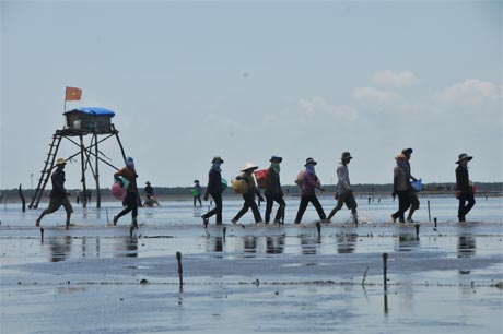 Người dân ngừng thu hoạch nghêu khi nước triều lên.