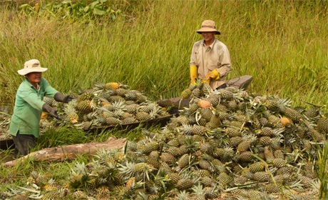 Thu hoạch khóm tại huyện Tân Phước. Ảnh: Vân Anh