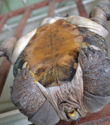 Con rùa trong tư thế nằm ngửa.