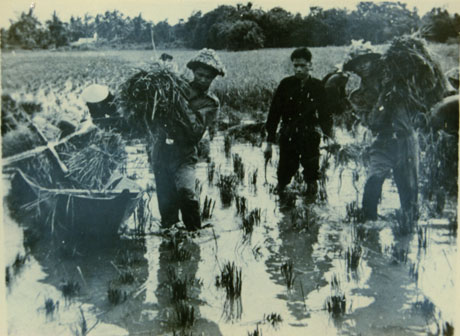 Bom pháo địch xối xả đêm ngày nhưng quân và dân Ấp Bắc vẫn quyết tâm thu hoạch vụ mùa.