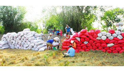 Sản lượng lúa trong vụ đông xuân 2014 - 2015 rất lớn.