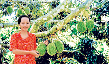 Sầu riêng trồng trên đất Ngũ Hiệp. Ảnh: N.L