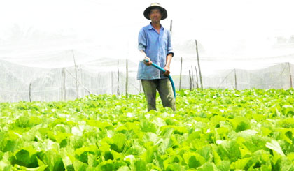 Dù chưa thu hoạch nhưng với năng suất ước đạt 1,5 tấn, anh Nguyễn Văn So, đã biết được 0,4 công rau của mình cầm chắc lời 3 triệu đồng.