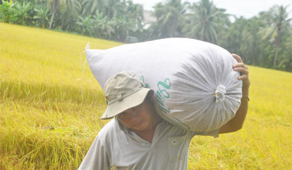 Việc vác lúa thuê bây giờ không cần nhiều lao động vì đã có cơ giới hóa.