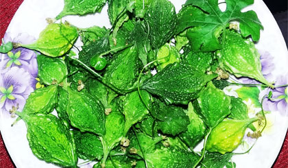 Khổ qua rừng được xem là bài thuốc quý trong giải độc gan và hạ đường huyết, tuy nhiên liều lượng và cách dùng phải được chỉ định của thầy thuốc.